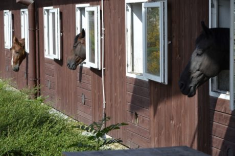 Stajne pre kone a jazdiareň